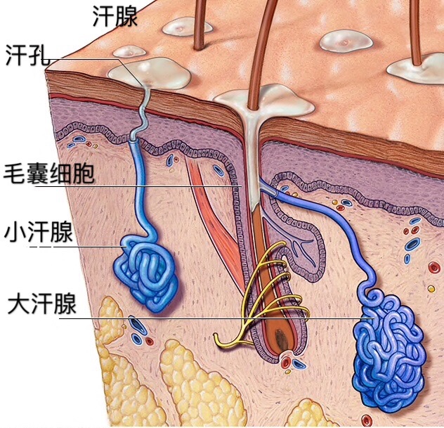 【we调研发现】原来你的耳垢里藏着这么多秘密