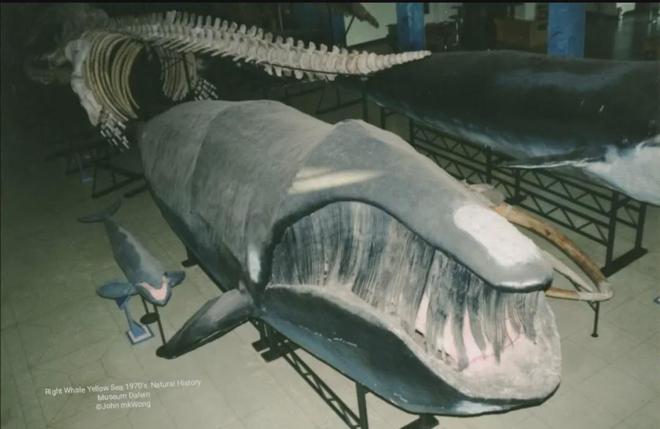 中国鲸类的生物多样性与保护 海洋与湿地·史海钩沉（2004）