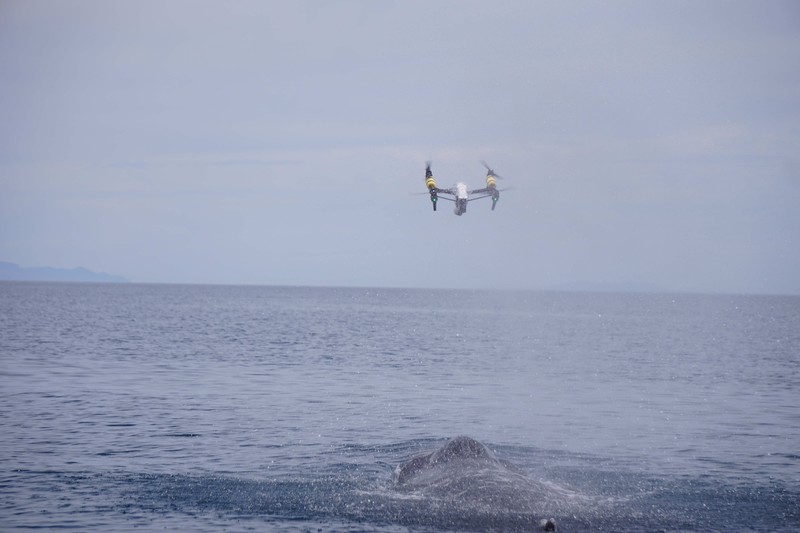DJI 大疆无人机助力鲸鱼研究