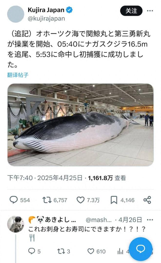 紫牛热点日本庆祝今年首捕珍稀长须鲸165米长鲸鱼13分钟成“文化祭品”