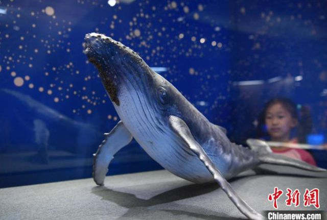 探秘海洋世界河北博物院这个展有“鲸”无险→