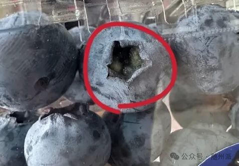 “浆果之王”蓝莓有霉菌？吃前记得给它掏“耳朵”