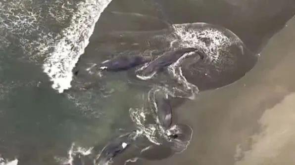大灾害来临？千叶海岸四头抹香鲸集体搁浅引热议