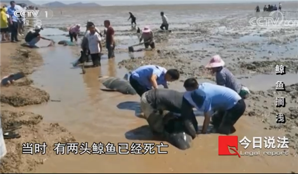 茫茫大海都不迷路 鲸鱼为啥会搁浅?很少有人知道(图2)