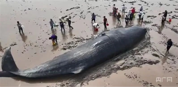 茫茫大海都不迷路 鲸鱼为啥会搁浅?很少有人知道(图3)