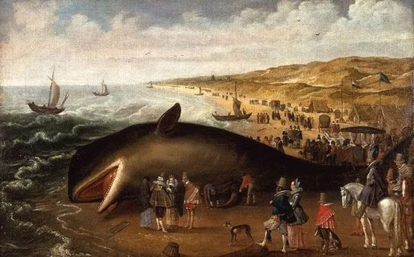 为什么鲸鱼总搁浅？人类能为它们做些什么……