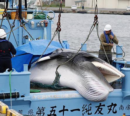 侃天下日本恢复商业捕鲸三年鲸肉交易价再创新高(图5)