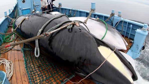 侃天下日本恢复商业捕鲸三年鲸肉交易价再创新高(图4)