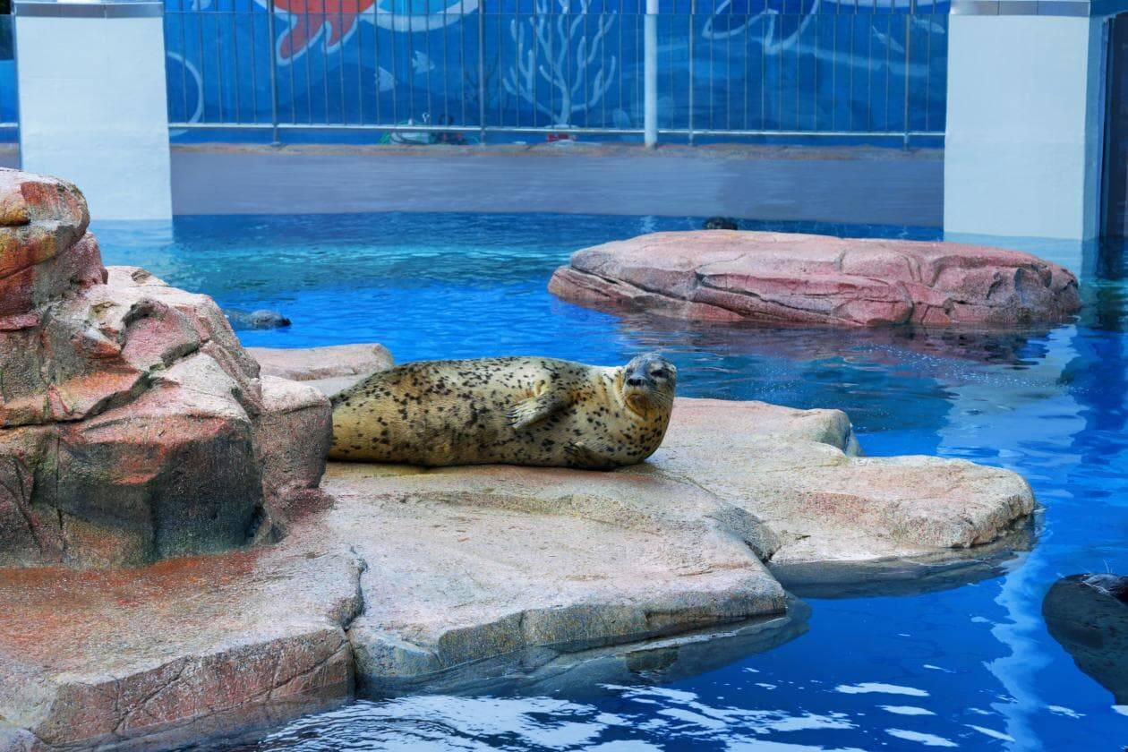 青岛极地新场馆“萌兽湾”亮相！国庆鲸灵潮玩季玩出新花样