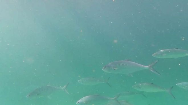 2025年世界自然保护大会将于2025年10月9日在阿布扎比开幕!亮点纷呈(图2)