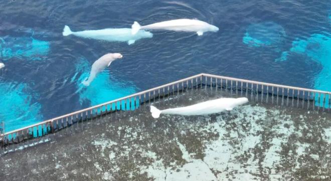 白鲸生死局:加拿大海洋公园的道德困境与黑心商业(图2)