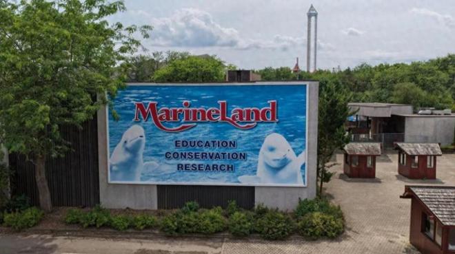 白鲸生死局：加拿大海洋公园的道德困境与黑心商业