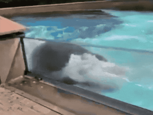 “宁可安乐死也不出口给中国”加拿大的30头白鲸怎么了?(图5)