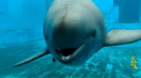 张小勇：《海洋生物多样性协定》中的海洋遗传资源法律规则研究 BBNJ·国际环境法前沿