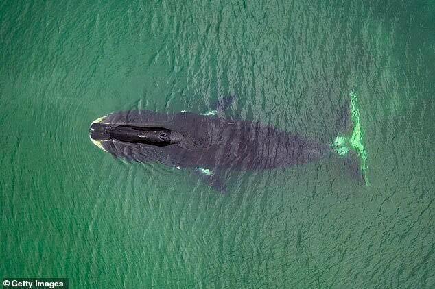 惊人发现：寿命200多的鲸鱼体内蛋白质可修复人类细胞