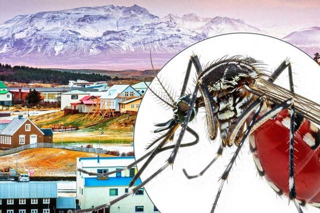 冰岛沦陷！全球仅存南极无蚊区蚊子带病毒扩散多国拉响警报