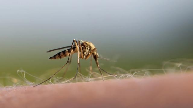 冰岛沦陷!全球仅存南极无蚊区蚊子带病毒扩散多国拉响警报(图2)