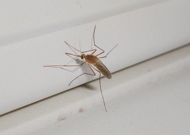 冰岛沦陷!全球仅存南极无蚊区蚊子带病毒扩散多国拉响警报(图4)