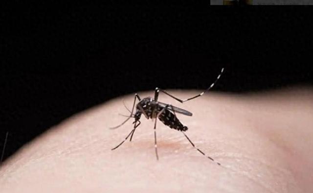 冰岛沦陷!全球仅存南极无蚊区蚊子带病毒扩散多国拉响警报(图8)