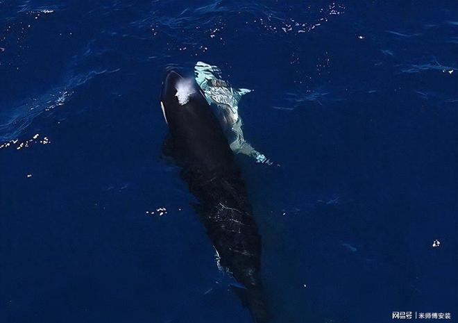 “杀手”：一群虎鲸将一幼年大白鲨掀翻至肚皮朝上最终将其猎杀