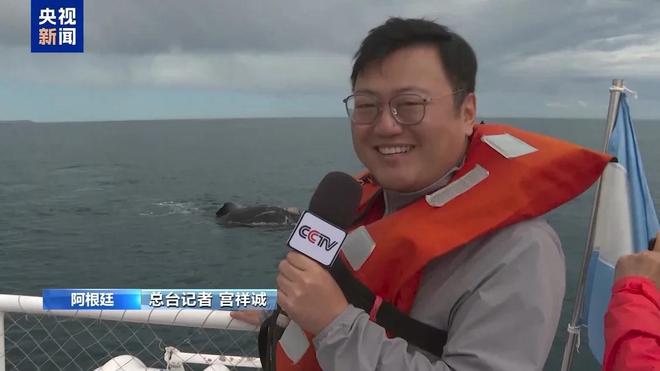 阿根廷瓦尔德斯半岛迎来最大规模南露脊鲸群(图2)