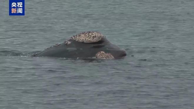 阿根廷瓦尔德斯半岛迎来最大规模南露脊鲸群(图4)