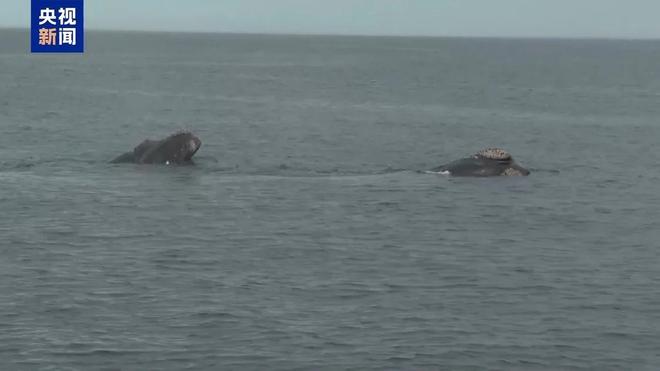 阿根廷瓦尔德斯半岛迎来最大规模南露脊鲸群