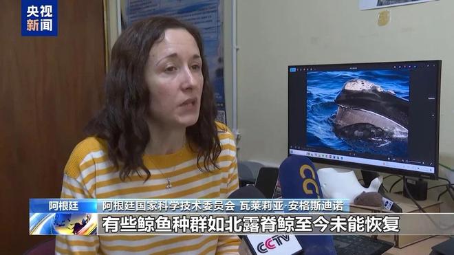 阿根廷瓦尔德斯半岛迎来最大规模南露脊鲸群(图8)