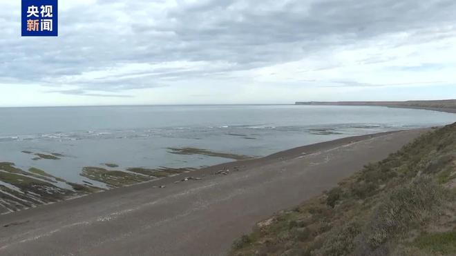 阿根廷瓦尔德斯半岛迎来最大规模南露脊鲸群(图7)