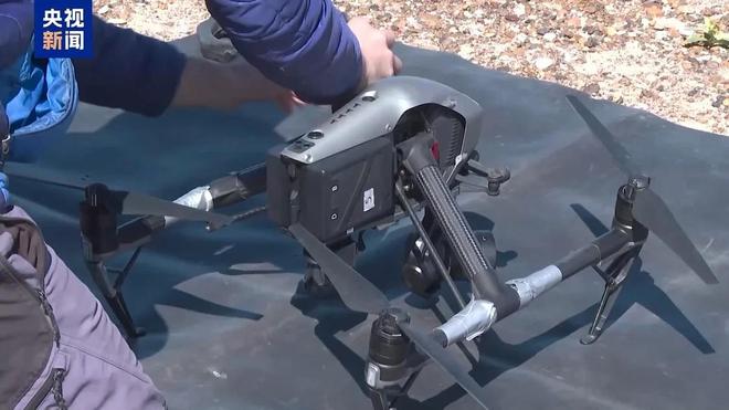 阿根廷瓦尔德斯半岛迎来最大规模南露脊鲸群(图5)