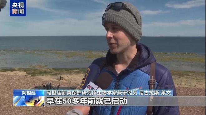 阿根廷瓦尔德斯半岛迎来最大规模南露脊鲸群(图6)