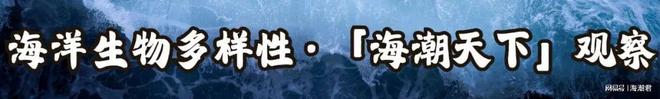 南海深藏社交圈！12种鲸豚跨界组合中国科学家首次量化记录