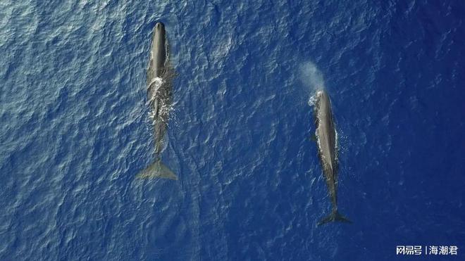 南海深藏社交圈!12种鲸豚跨界组合中国科学家首次量化记录(图2)