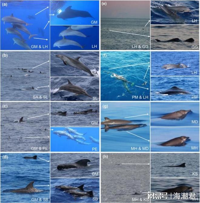 南海深藏社交圈!12种鲸豚跨界组合中国科学家首次量化记录(图9)