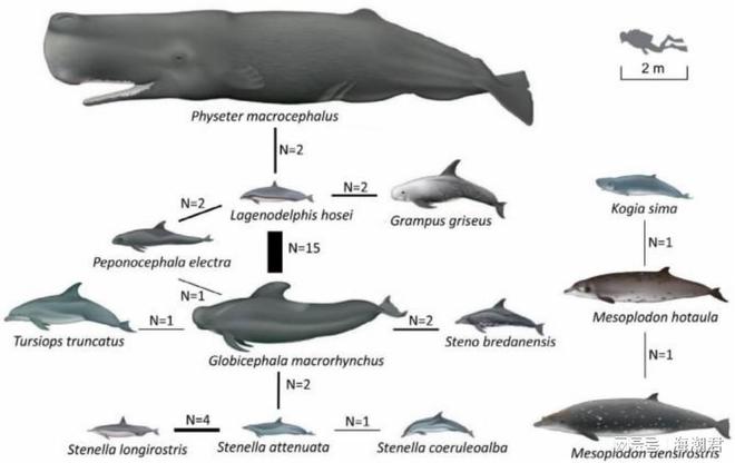 南海深藏社交圈!12种鲸豚跨界组合中国科学家首次量化记录(图8)