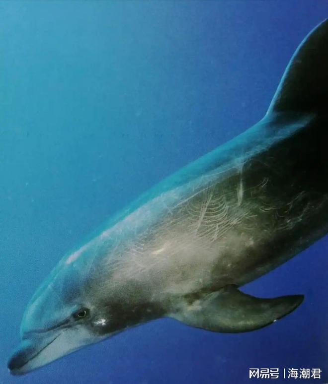 南海深藏社交圈!12种鲸豚跨界组合中国科学家首次量化记录(图10)