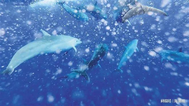 南海深藏社交圈!12种鲸豚跨界组合中国科学家首次量化记录(图5)