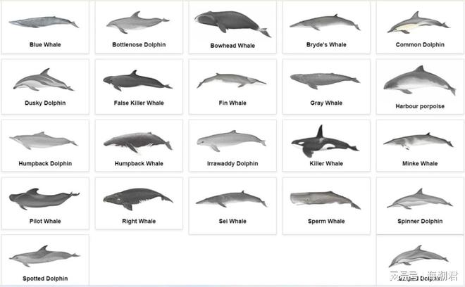 南海深藏社交圈!12种鲸豚跨界组合中国科学家首次量化记录(图14)