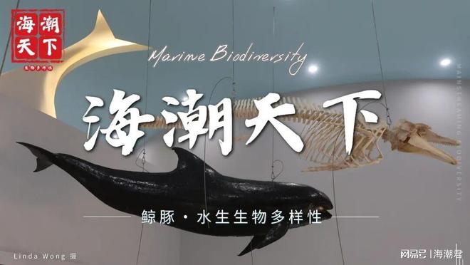 南海深藏社交圈!12种鲸豚跨界组合中国科学家首次量化记录(图11)