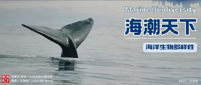 南海深藏社交圈!12种鲸豚跨界组合中国科学家首次量化记录(图12)