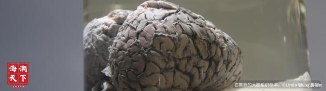 南海深藏社交圈!12种鲸豚跨界组合中国科学家首次量化记录(图13)