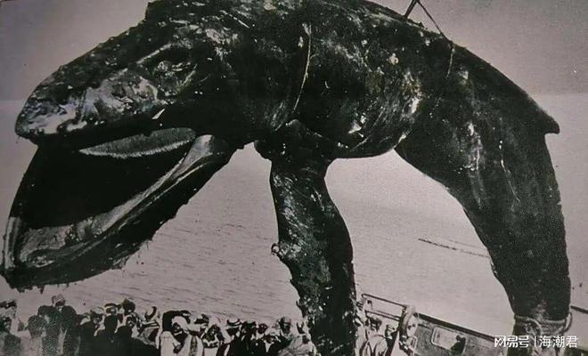 与世隔绝7万年阿拉伯海座头鲸：最孤独的鲸！海潮天下·图说