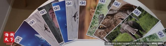 与世隔绝7万年阿拉伯海座头鲸:最孤独的鲸!海潮天下·图说(图2)