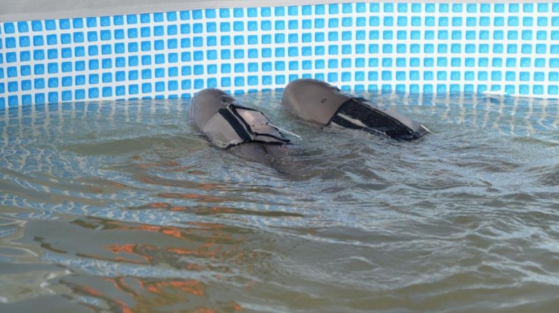 AI赋能濒危鲸豚保护联想集团以科技驱动中国经验“走出去”(图2)