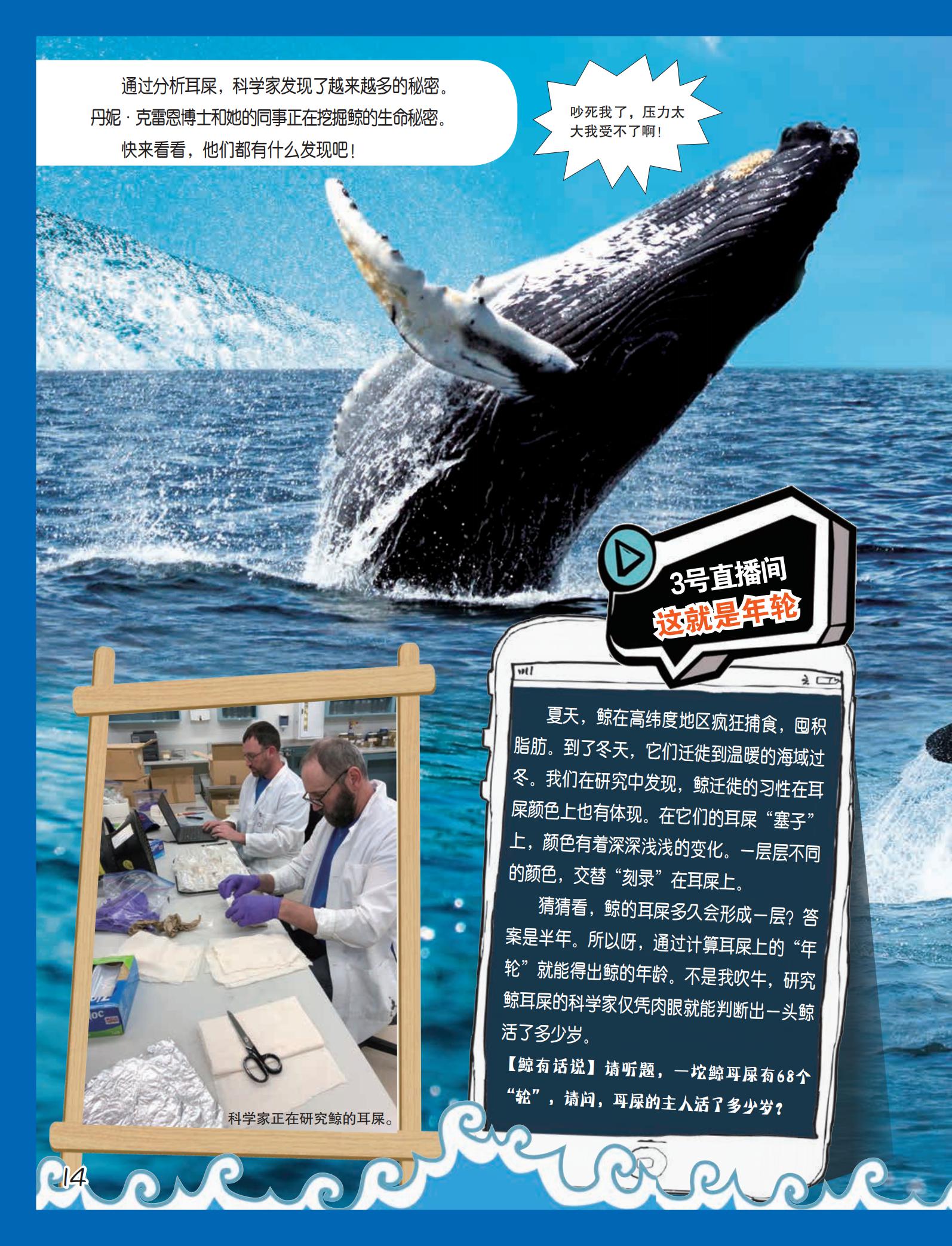 研究发现鲸头骨好比天线