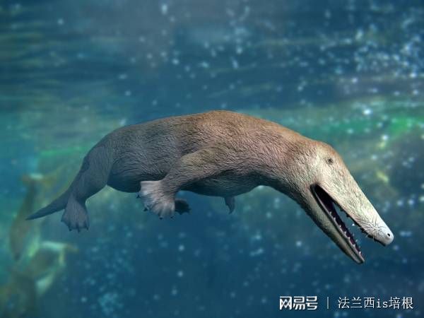 5000万年前古鲸鱼从陆地跃入海洋走通一条重返海洋的演化之路(图4)