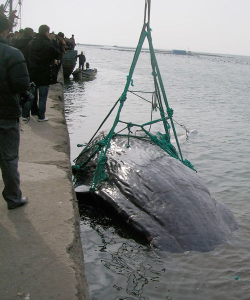 巨鲸误闯养殖区死亡