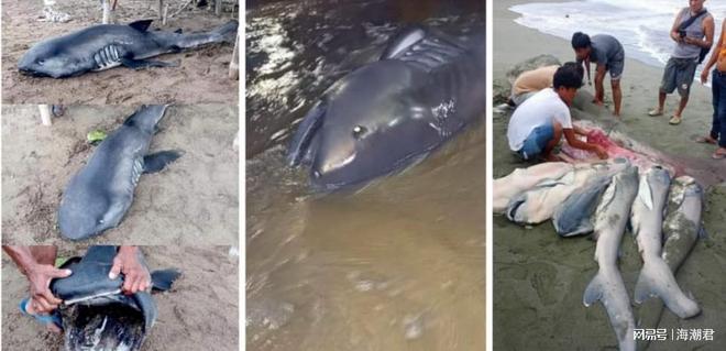 全球首例!怀孕的巨口鲨搁浅菲律宾体内发现7条幼鲨 海潮天下(图2)