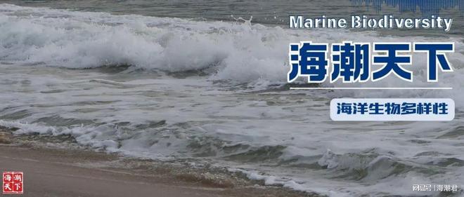 全球首例!怀孕的巨口鲨搁浅菲律宾体内发现7条幼鲨 海潮天下(图6)