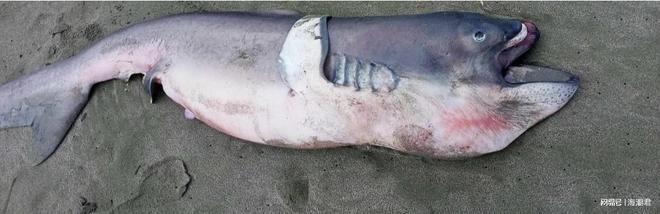 全球首例！怀孕的巨口鲨搁浅菲律宾体内发现7条幼鲨 海潮天下
